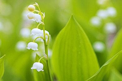 《任天堂明星大乱斗特别版》存在Switch2兼容性问题